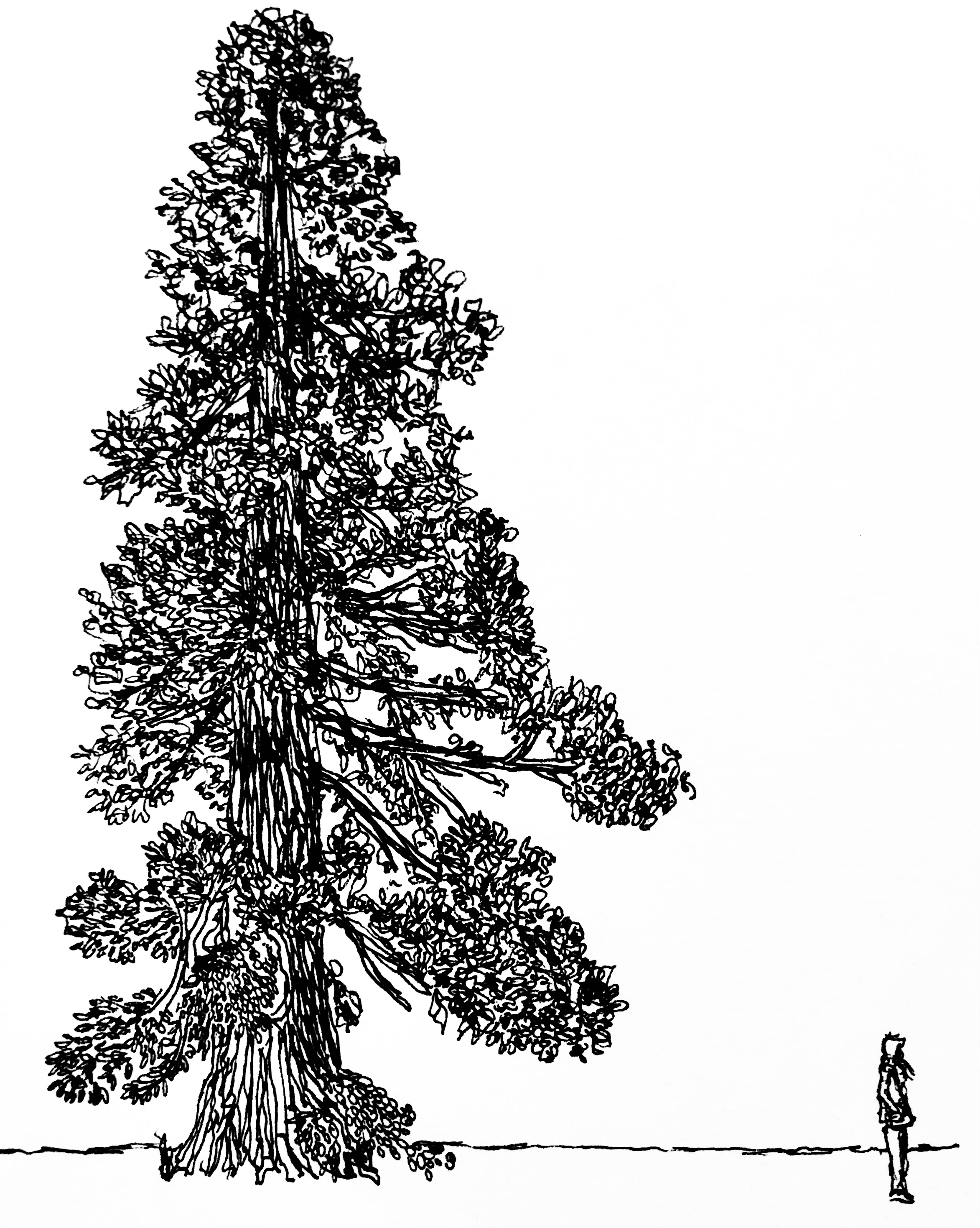 sketch of a humongous fir-like tree and a comparatively diminutive female-presenting person facing in the opposite direction