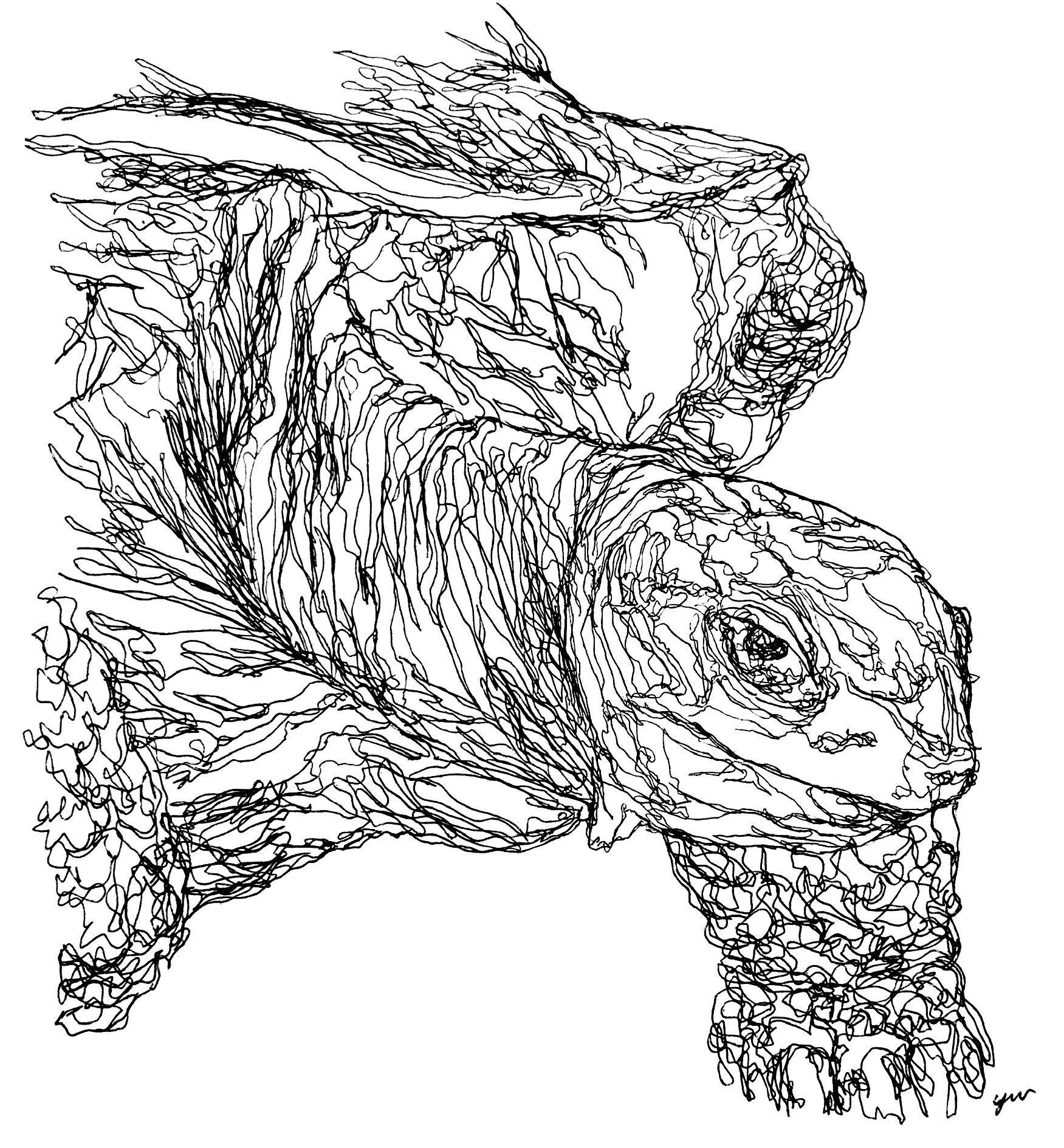 sketch of a large and wizened tortoise staring directly at the viewer